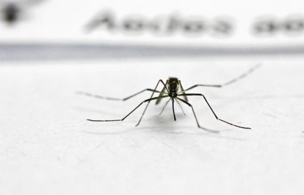 Ir para  <p>A Secretaria de Sa&uacute;de de Minas Gerais (SES-MG) publicou na tarde desta sexta-feira mais um boletim epidemiol&oacute;gico com dados sobre a febre amarela no estado. S&atilde;o 99 mortes com...